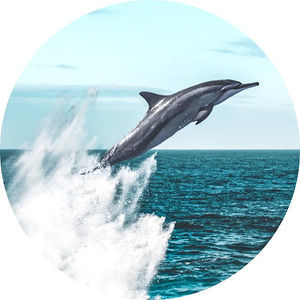 Meet your Posher, Charlie